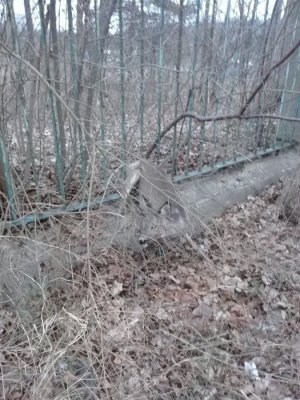 sarna uwięziona w ogrodzeniu i policjanci w trakcie działań