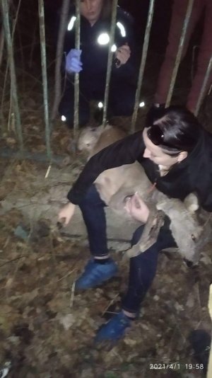 sarna uwięziona w ogrodzeniu i policjanci w trakcie działań